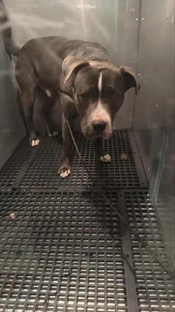 An adult large-sized male Mixed Breed dog named Shaw for adoption in Dallas, TX