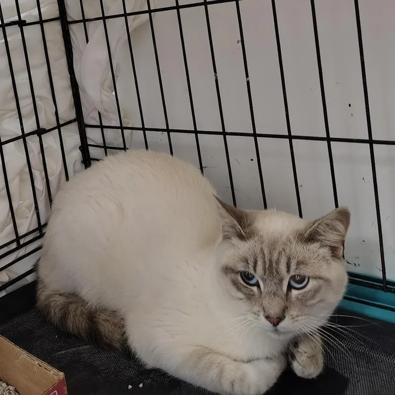 Pakku