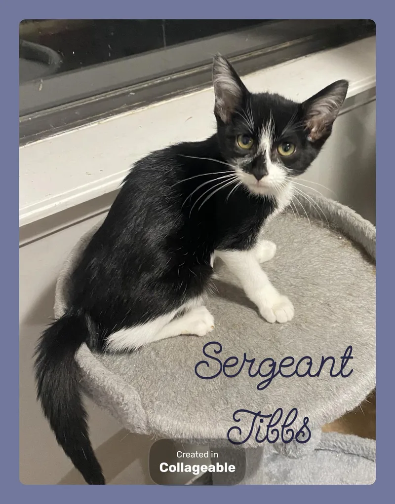 Sergeant Tibbs