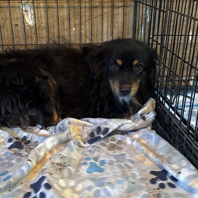 An adult medium-sized male Black Australian Shepherd dog named Chance for adoption in Anahuac, TX