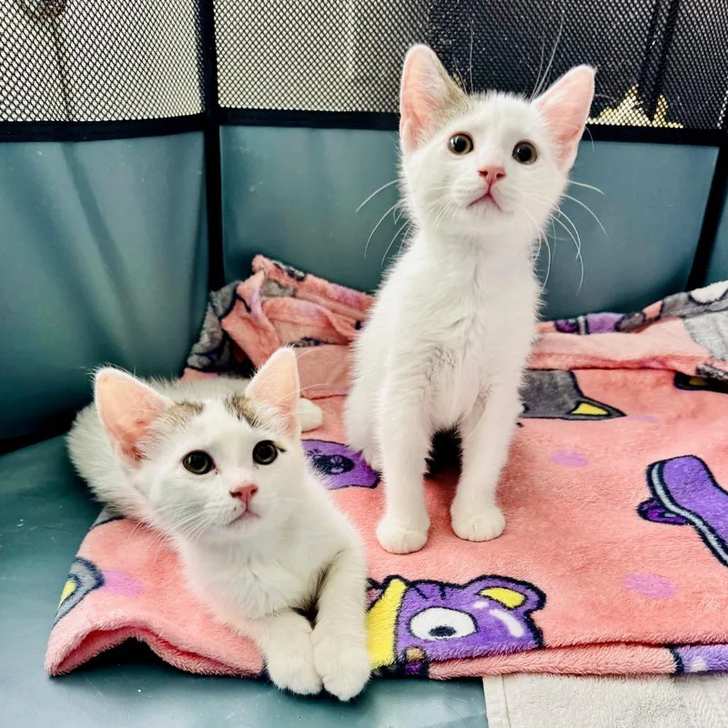A baby small-sized male White Domestic Short Hair cat named Mochi for adoption in New York, NY