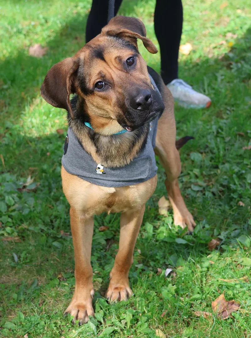 A young medium-sized female Black Shepherd dog named Donna for adoption in Harrison, NY