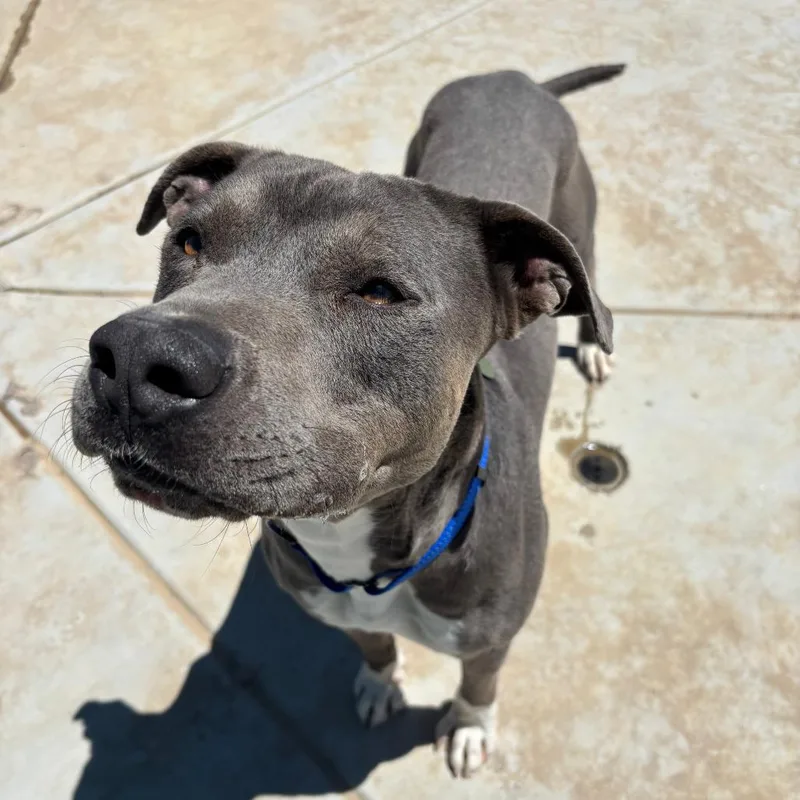 An adult small-sized male Gray / Blue / Silver Pit Bull Terrier dog named Sterling for adoption in Stagecoach, NV