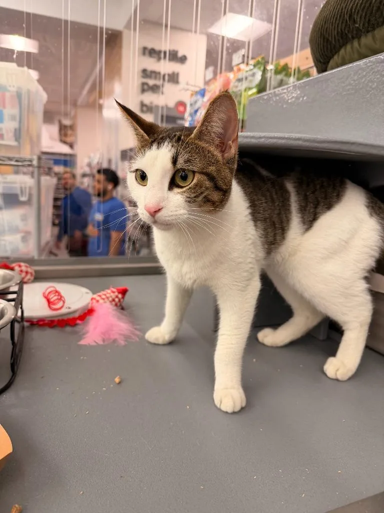 A young medium-sized female Tabby (Brown / Chocolate) Domestic Short Hair cat named Celeste for adoption in New York, NY