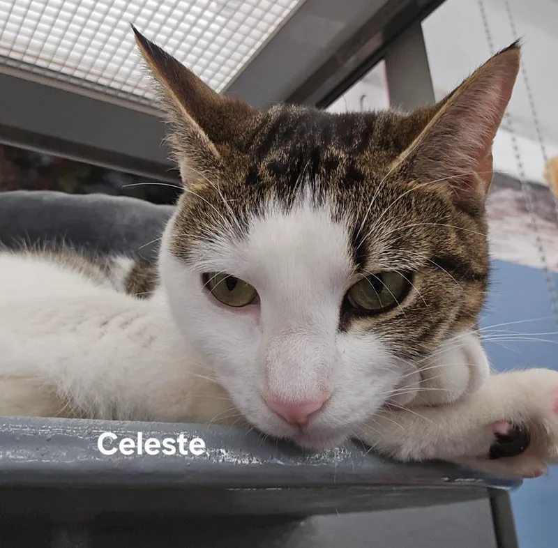 Celeste thumbnail 2
