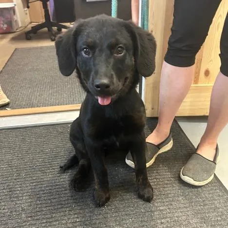 A baby medium-sized female Black Rottweiler dog named Oakley for adoption in Enterprise, AL