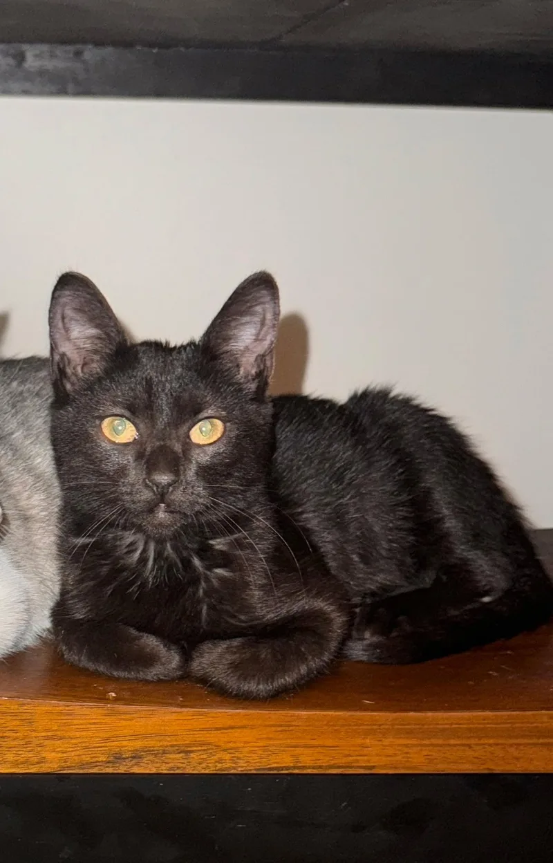 A young medium-sized female Black Domestic Short Hair cat named Noche for adoption in Boynton Beach, FL