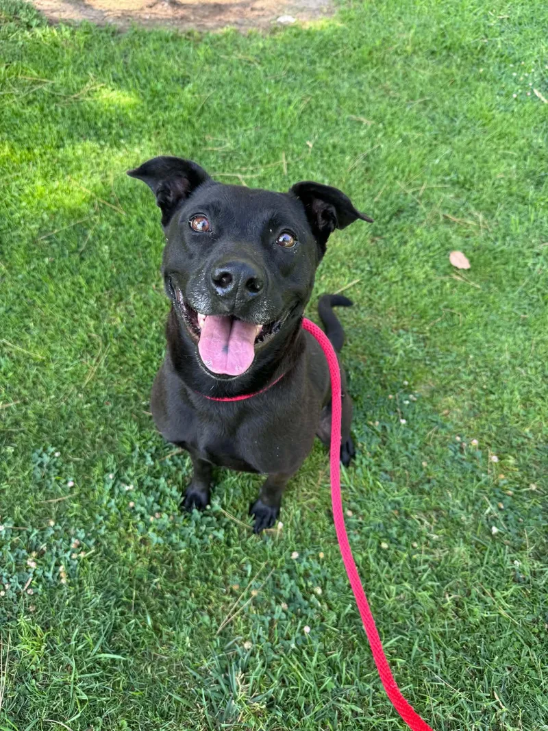 An adult medium-sized female Labrador Retriever dog named Tango for adoption in San Diego, CA