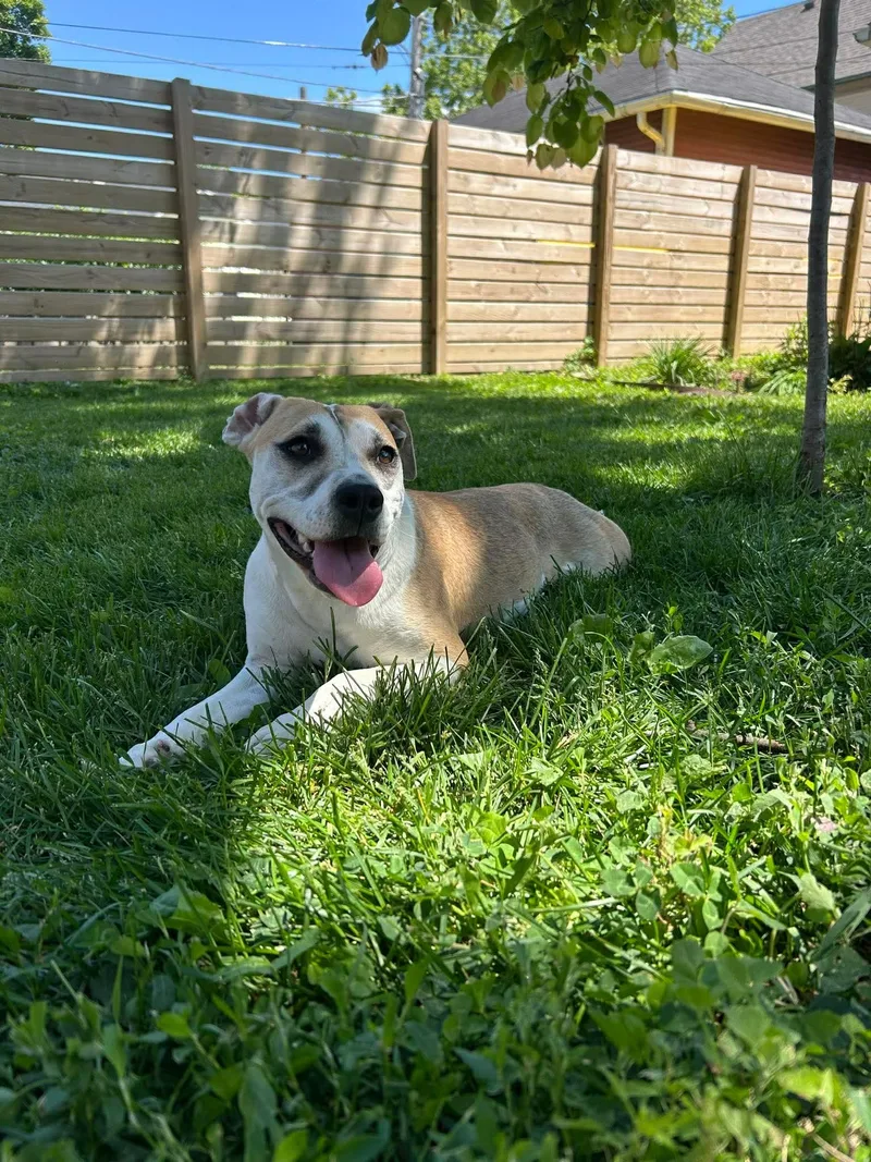 An adult medium-sized female Hound dog named Luria for adoption in Germantown, OH