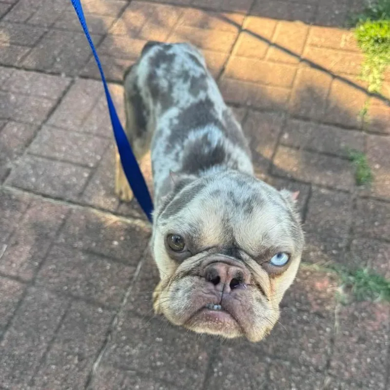 An adult small-sized male French Bulldog dog named Pascal for adoption in Huber Heights, OH