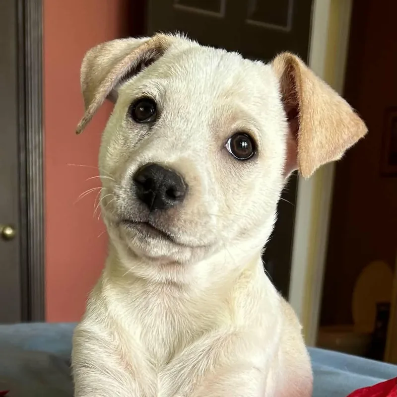 A baby small-sized male White / Cream Jack Russell Terrier dog named Prince for adoption in Boerne, TX
