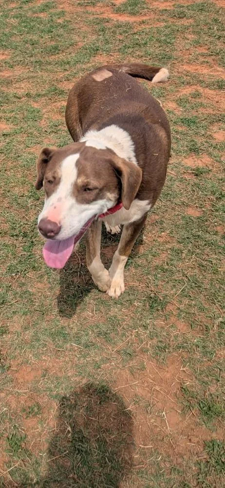 A young medium-sized male Tricolor (Brown, Black, & White) Border Collie dog named Sparky for adoption in Deerfield, WI