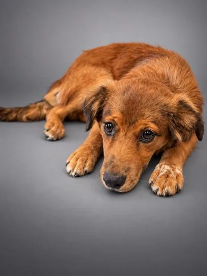 A young small-sized female Australian Shepherd dog named Daphne for adoption in Bowling Green, KY