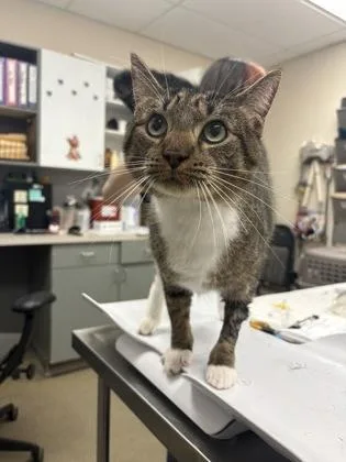 An adult large-sized male Domestic Short Hair cat named Bentley for adoption in Palm Coast, FL
