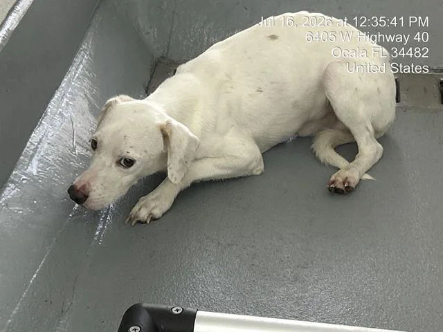 A young medium-sized male Parson Russell Terrier dog named Rocco for adoption in Ocala, FL
