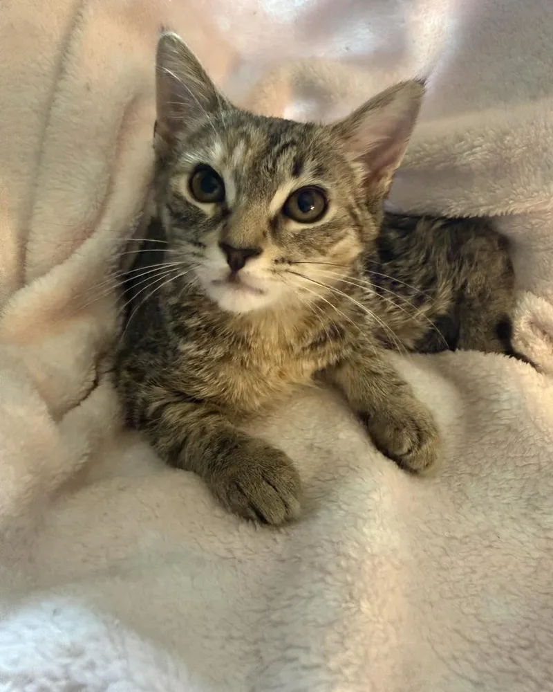 A baby small-sized female Tabby cat named Cici for adoption in Richmond Dale, OH