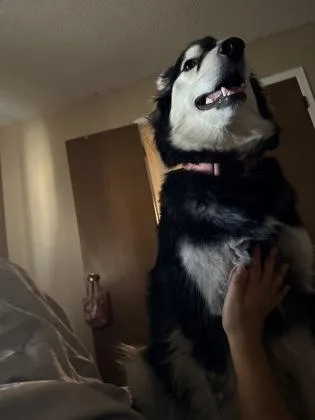 Layla thumbnail 3
