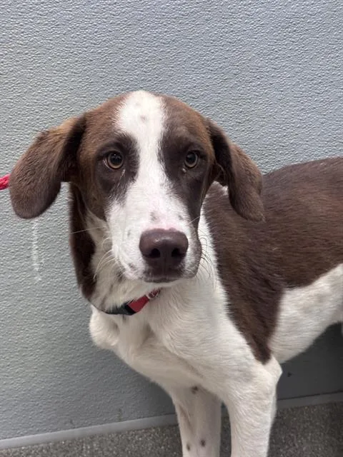 A young medium-sized male Husky dog named Baby J for adoption in Las Vegas, NV