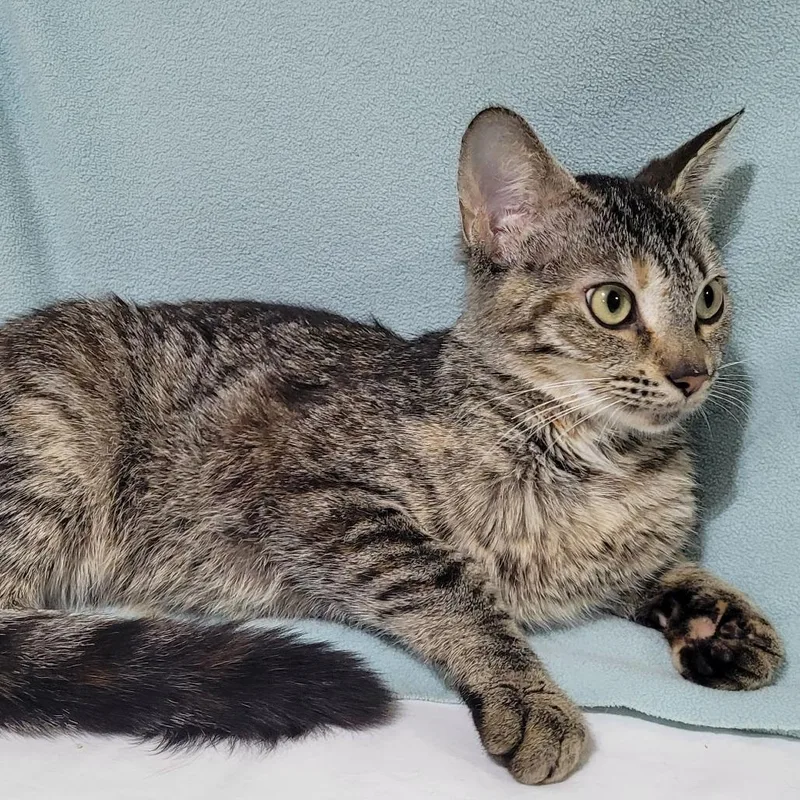 An adult medium-sized female Domestic Short Hair cat named Rayne for adoption in Traverse City, MI