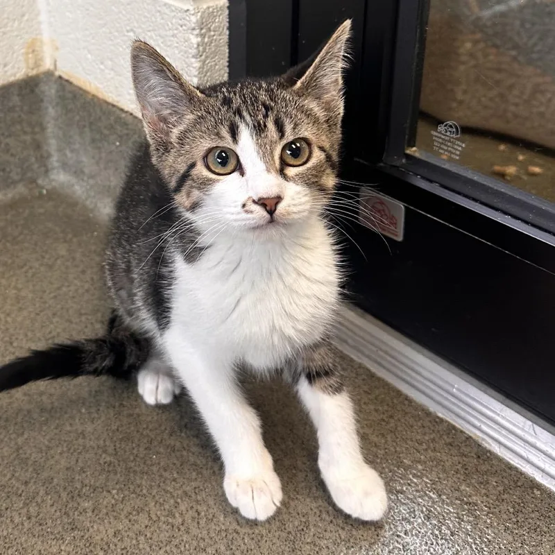 A baby small-sized male Brown / Chocolate Domestic Short Hair cat named Shoestring for adoption in Rocky Mount, VA