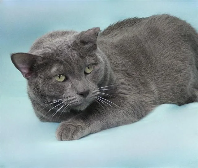 An adult medium-sized male Domestic Short Hair cat named Smokey for adoption in Baldwin Park, CA