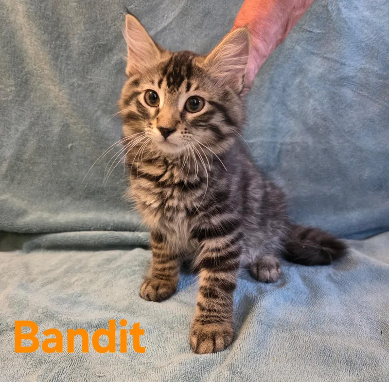 A young large-sized male Tabby cat named Bandit for adoption in Wheeling, IL