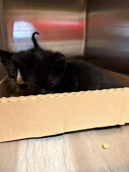 A young medium-sized female Domestic Short Hair cat named Blue for adoption in Kansas City, MO