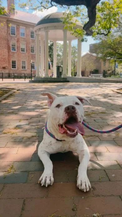 An adult medium-sized male Pit Bull Terrier dog named Drake for adoption in Chapel Hill, NC