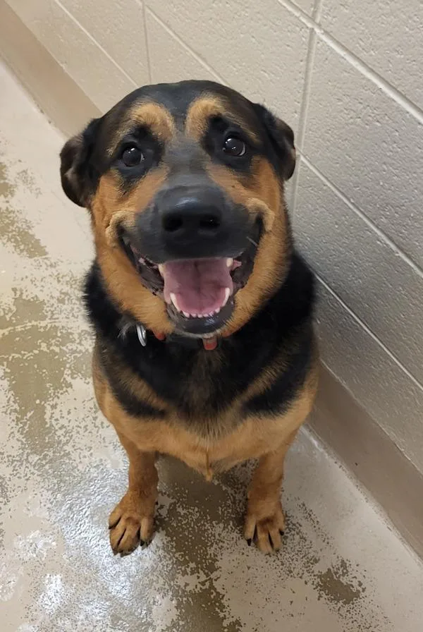 An adult extra large-sized male German Shepherd Dog dog named Ndc Manson for adoption in Lawrenceville, GA