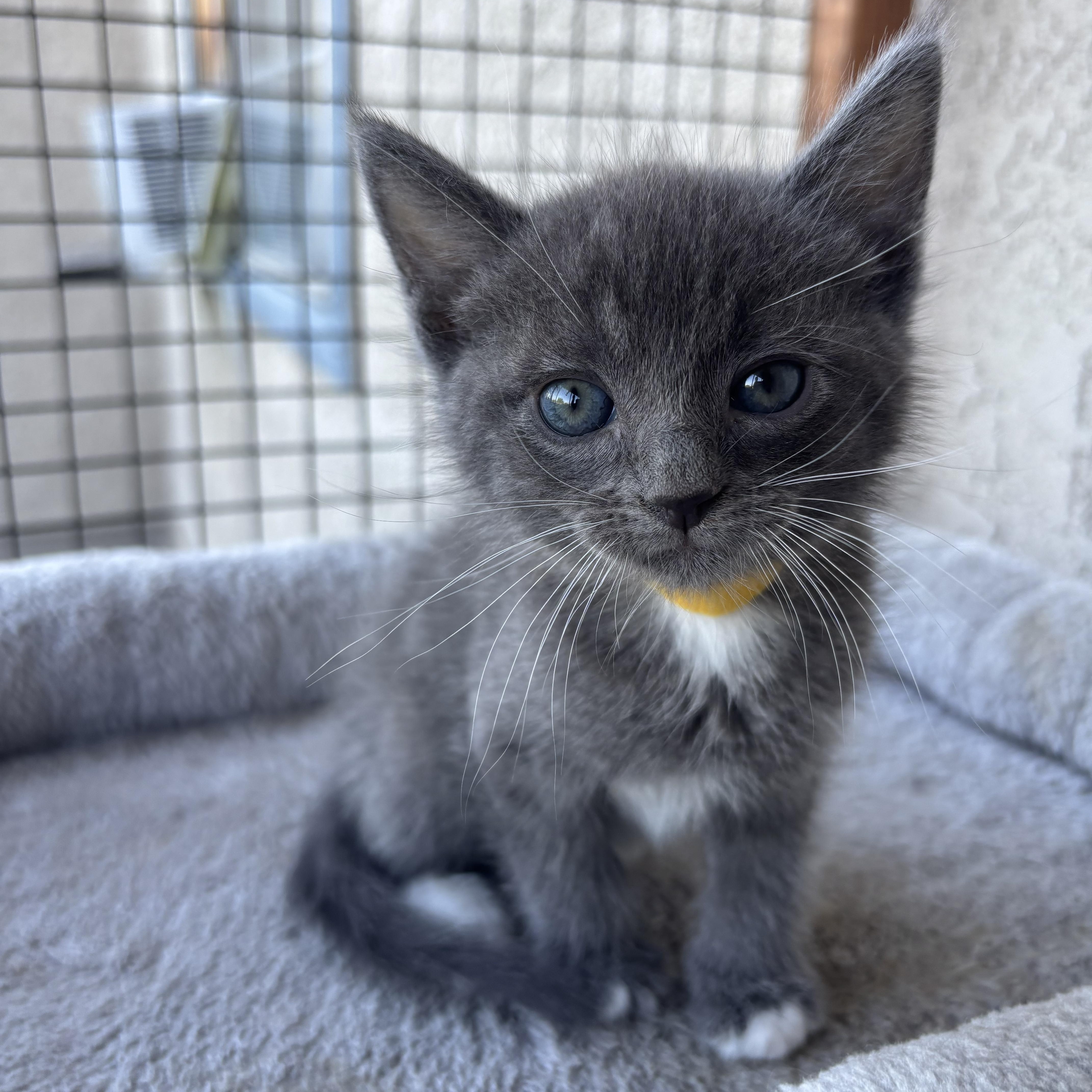 A baby small-sized male Gray & White Domestic Short Hair cat named Raui for adoption in Costa Mesa, CA
