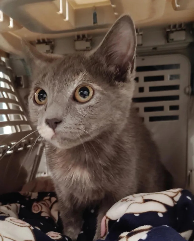 A baby medium-sized female Domestic Short Hair cat named Isabella for adoption in Clarksville, TN