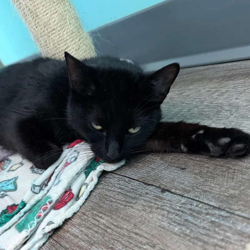 An adult medium-sized female Black Domestic Short Hair cat named Manganese for adoption in Marion, VA