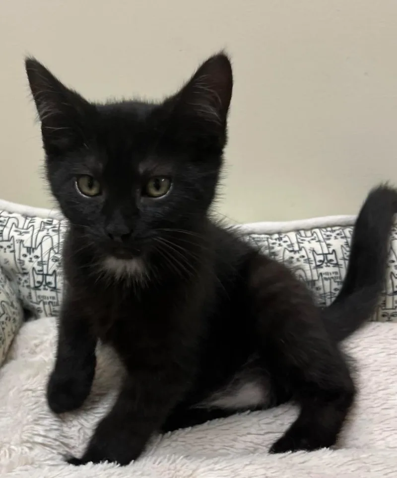 A baby small-sized male Domestic Short Hair cat named Lunar for adoption in Fremont, OH