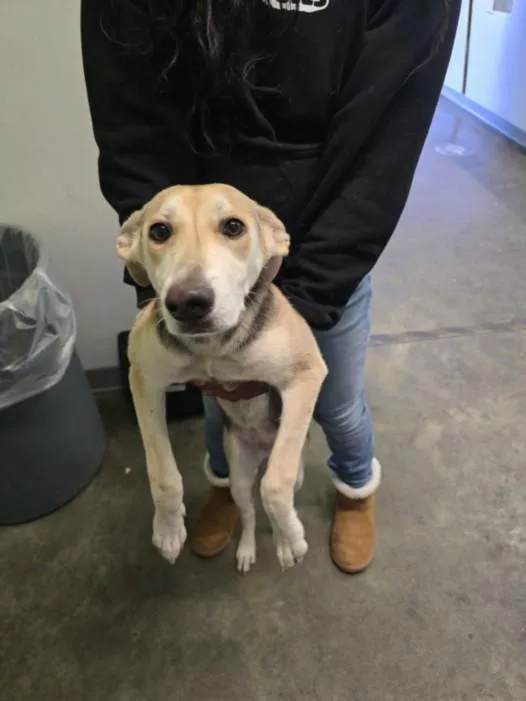 A young medium-sized female Labrador Retriever dog named Buddy for adoption in Los Angeles, CA