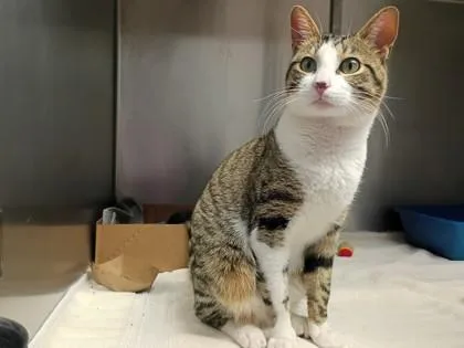 An adult medium-sized male Domestic Short Hair cat named Jake for adoption in West Chester, PA