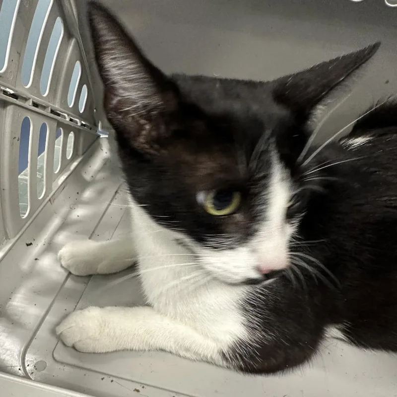An adult medium-sized female Black & White / Tuxedo Domestic Short Hair cat named Cheese for adoption in Greensboro, NC