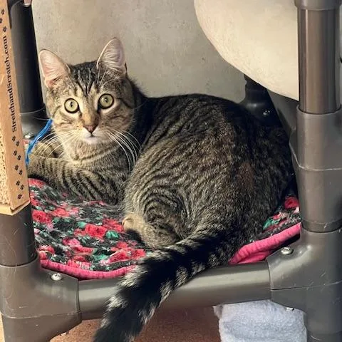 Little Man thumbnail 3