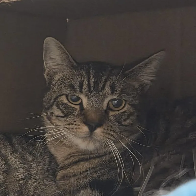 Little Man thumbnail 4