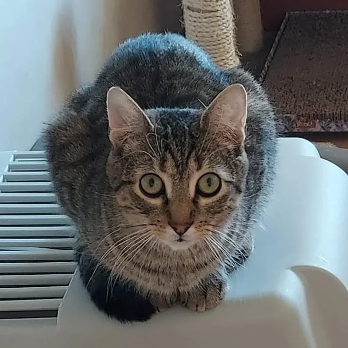 Little Man thumbnail 6