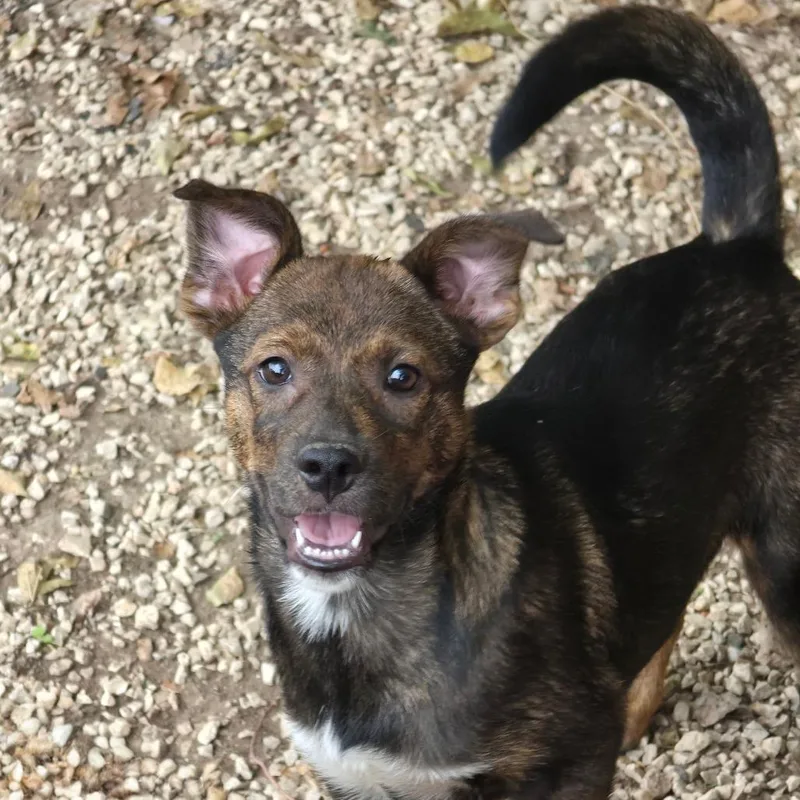 A baby medium-sized female Bicolor Husky dog named Briar AL for adoption in Austin, TX