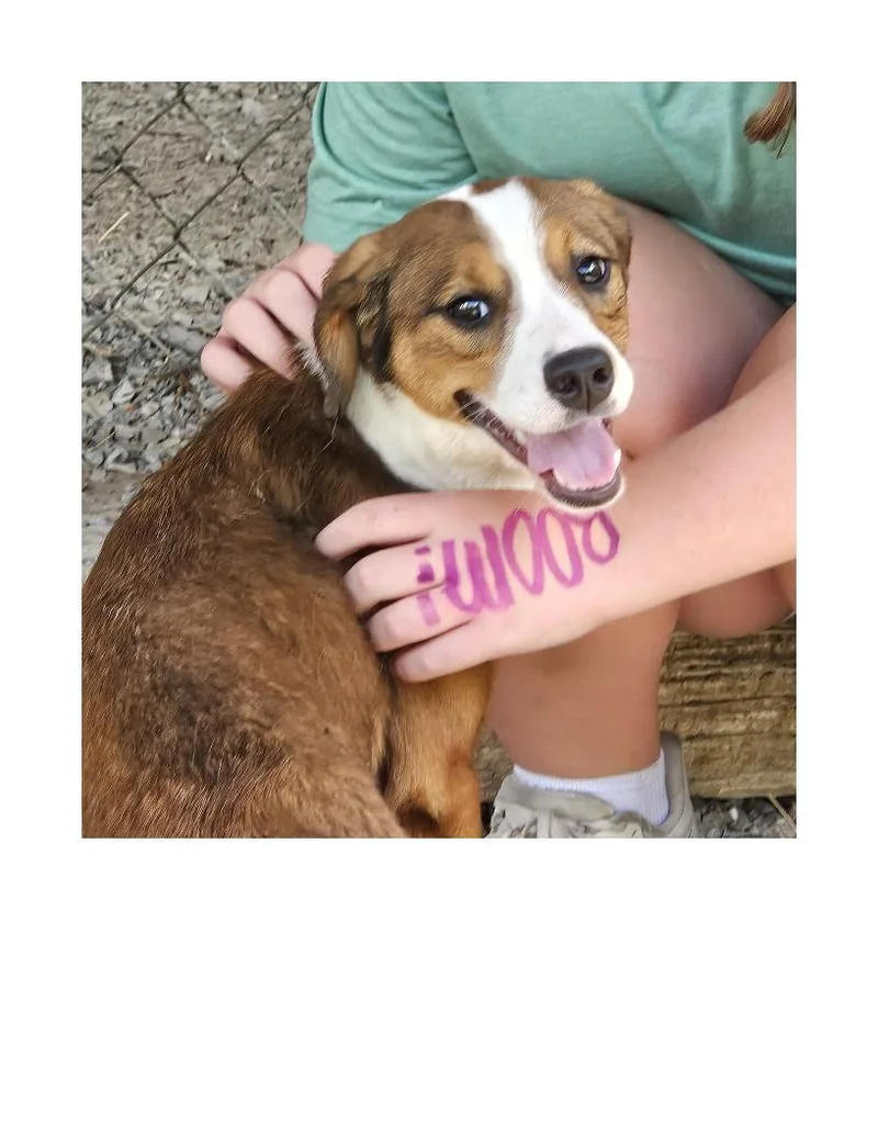 A young medium-sized female Tricolor (Brown, Black, & White) Beagle dog named Lark for adoption in Lawrenceburg, KY