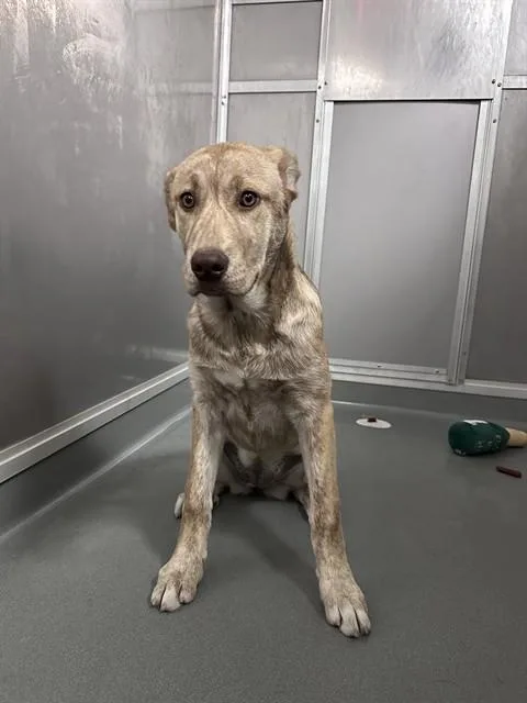 A baby medium-sized female Anatolian Shepherd dog named Mulan for adoption in Ontario, CA