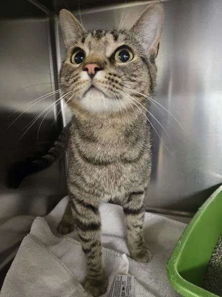 An adult medium-sized male Domestic Short Hair cat named Buccaneer for adoption in Millersville, MD