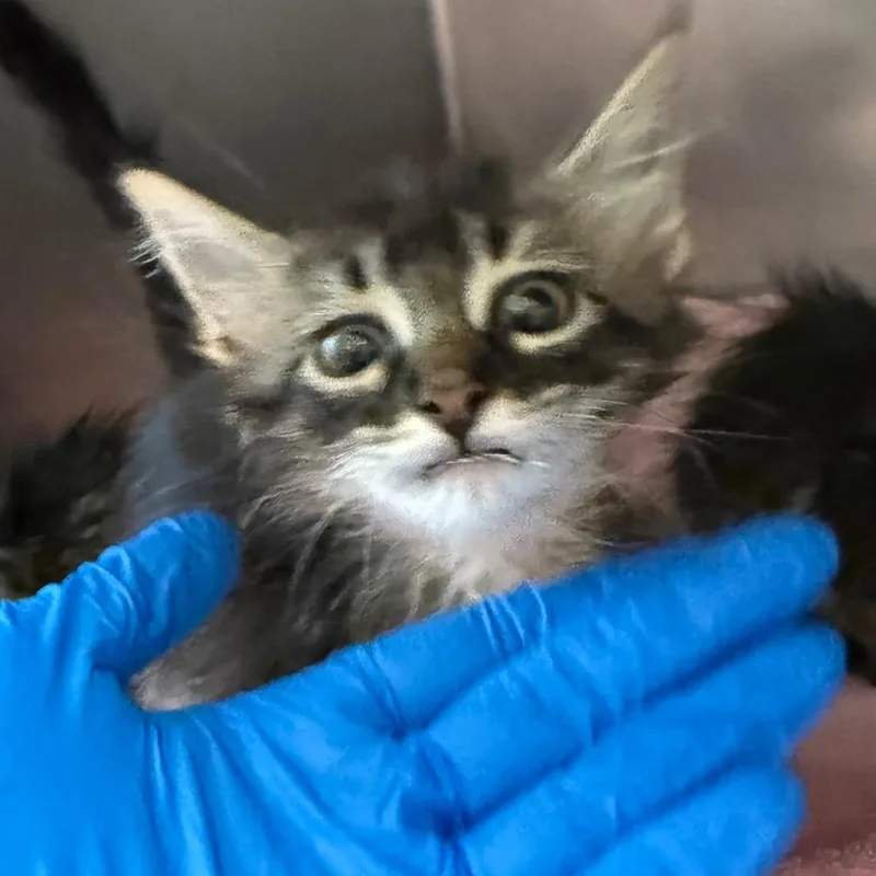A baby small-sized male Brown / Chocolate Domestic Long Hair cat named Bear for adoption in Council Bluffs, IA