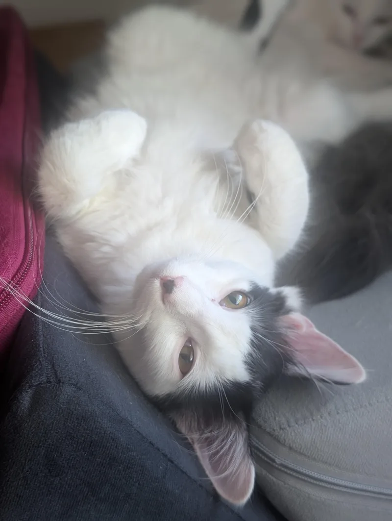 A young medium-sized male Domestic Medium Hair cat named Vanilla Bean for adoption in Hillsborough, NC