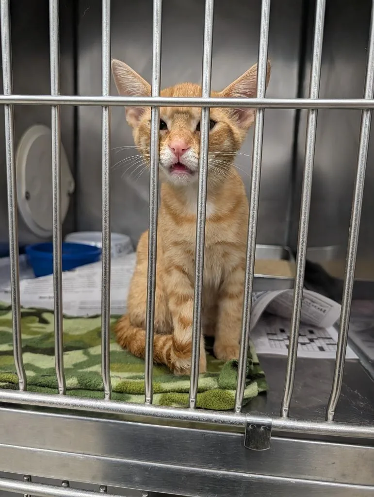 A baby small-sized female Domestic Short Hair cat named Tango for adoption in Angola, IN