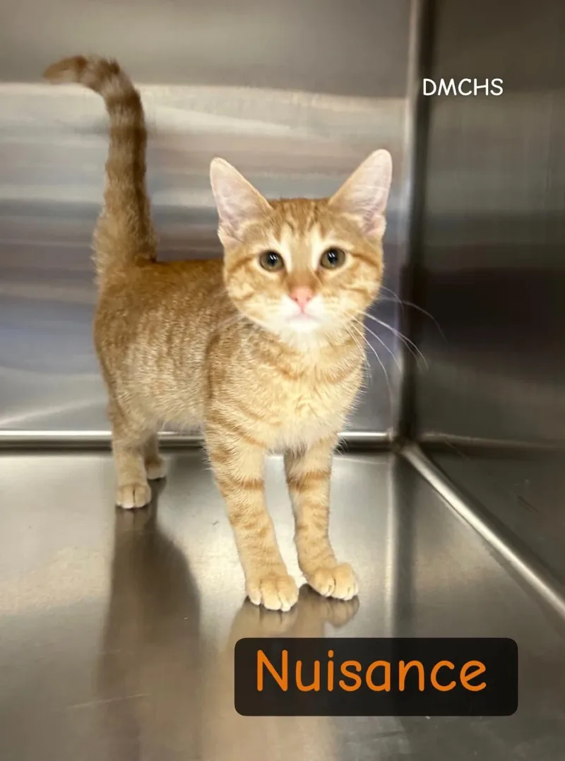 A baby small-sized female Tabby (Orange / Red) Domestic Short Hair cat named Nuisance for adoption in Burlington, IA