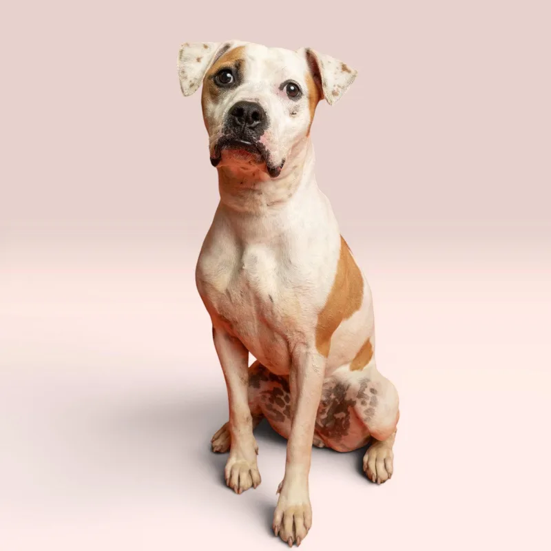 A young medium-sized female Pit Bull Terrier dog named Mabel for adoption in Richardson, TX