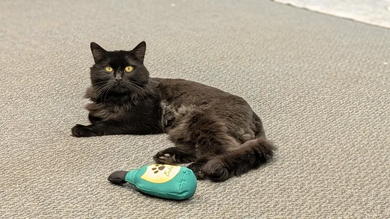 An adult extra large-sized male Domestic Long Hair cat named Bear for adoption in New Baltimore, MI