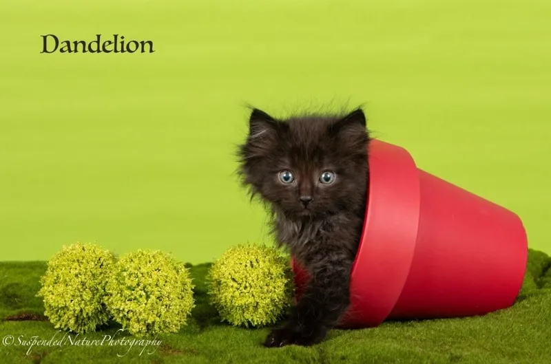 A baby small-sized male Domestic Long Hair cat named Dandelion for adoption in San Jacinto, CA